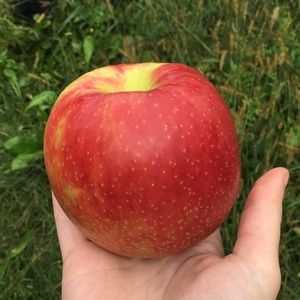 Meet your Posher, Dina